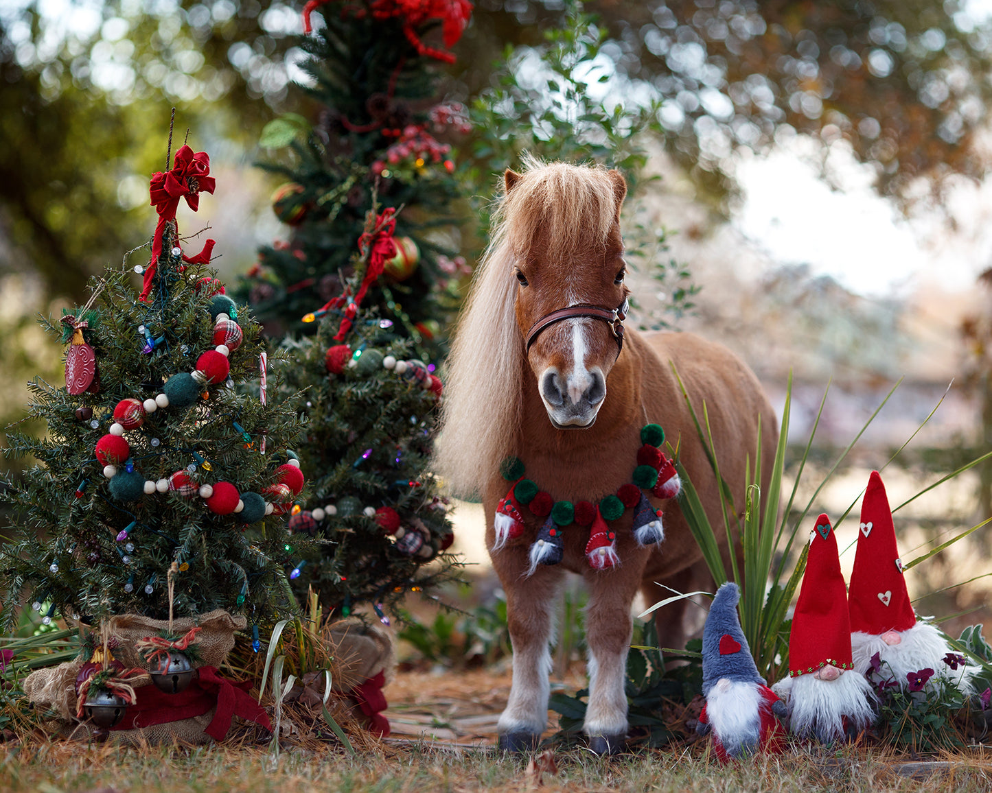 Ticket to Woodinville Christmas Farm Experience